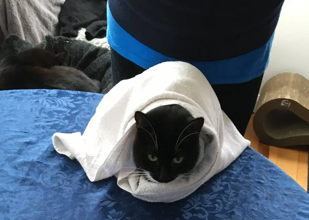 Chat noir emmailloté dans une serviette blanche, prêt à désinfecter une plaie. Un autre chat dort à l'arrière-plan.