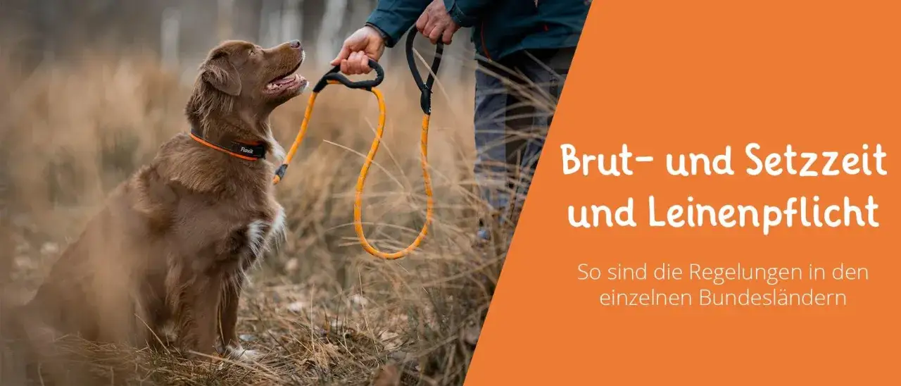 Brauner Hund wartet geduldig. Leinenpflicht NRW: Brut- und Setzzeit erfordert Rücksicht auf Wildtiere.