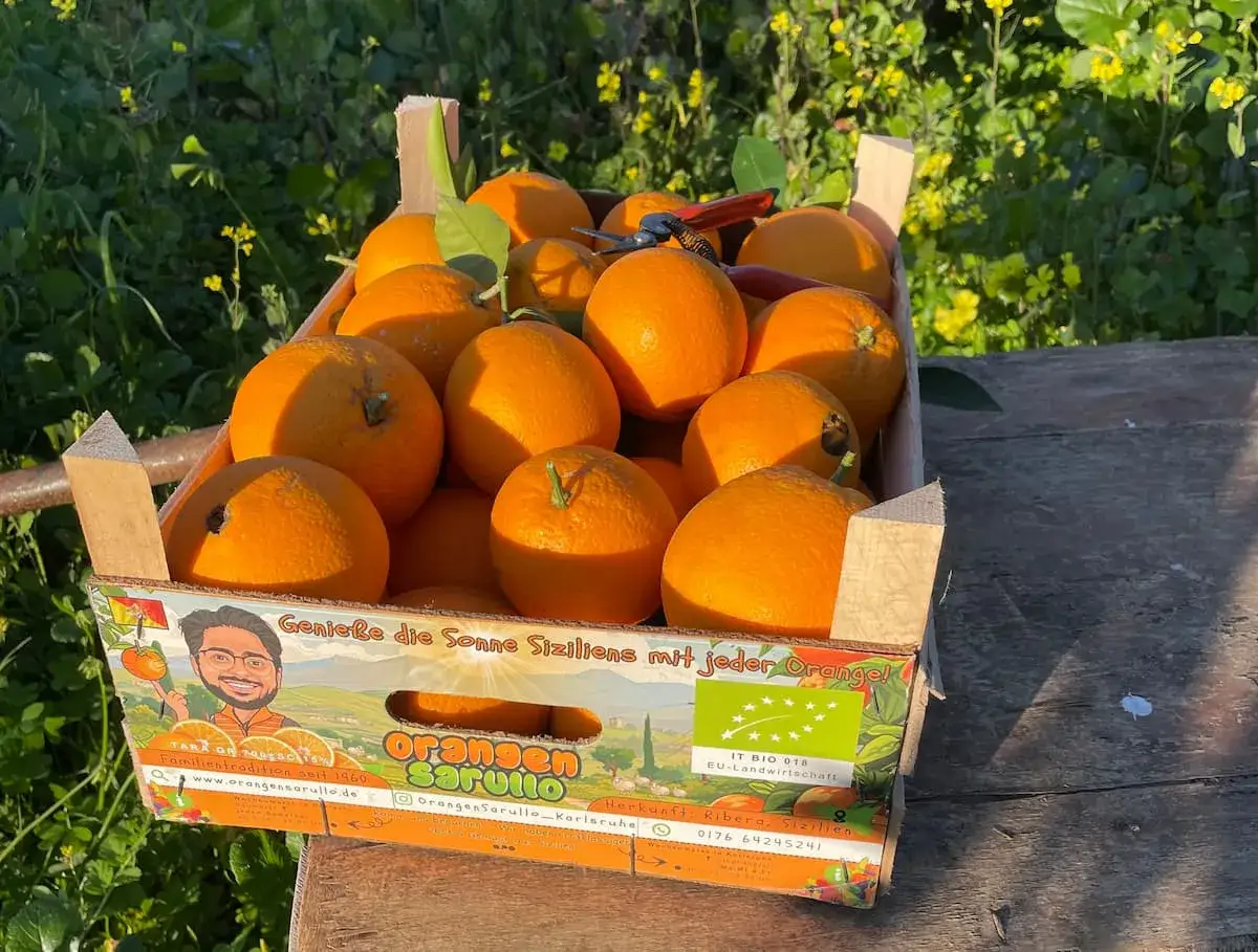 Kiste voller saftiger Orangen, bereit zum Verkauf. Die Sonne Siziliens scheint auf die reifen Früchte, die für den Versand orangen lagern.
