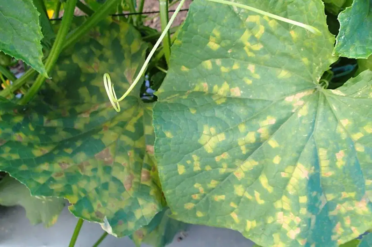 Foglie di cetriolo con macchie gialle e marroni, segni evidenti di malattie del cetriolo che ne compromettono la salute.