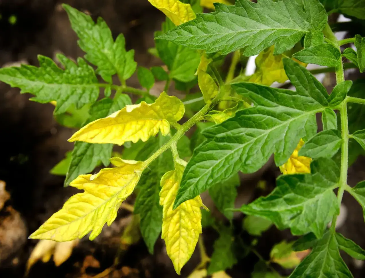 Un pied de tomate montre des feuilles jaunies, signe d'un manque de nutriments.