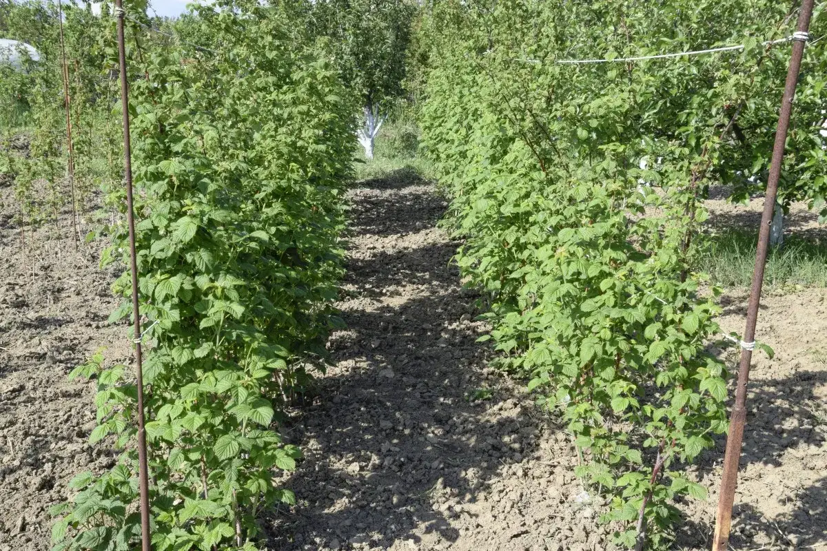 Rzędy bujnych krzewów malin rosnących na żyznej ziemi. Czy maliny lubią kwaśną ziemię? Tutaj wyglądają na zadowolone.