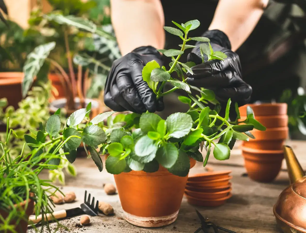 Ręce w czarnych rękawiczkach przygotowują sadzonki kalanchoe do rozmnażania. W tle małe doniczki i narzędzia ogrodnicze.
