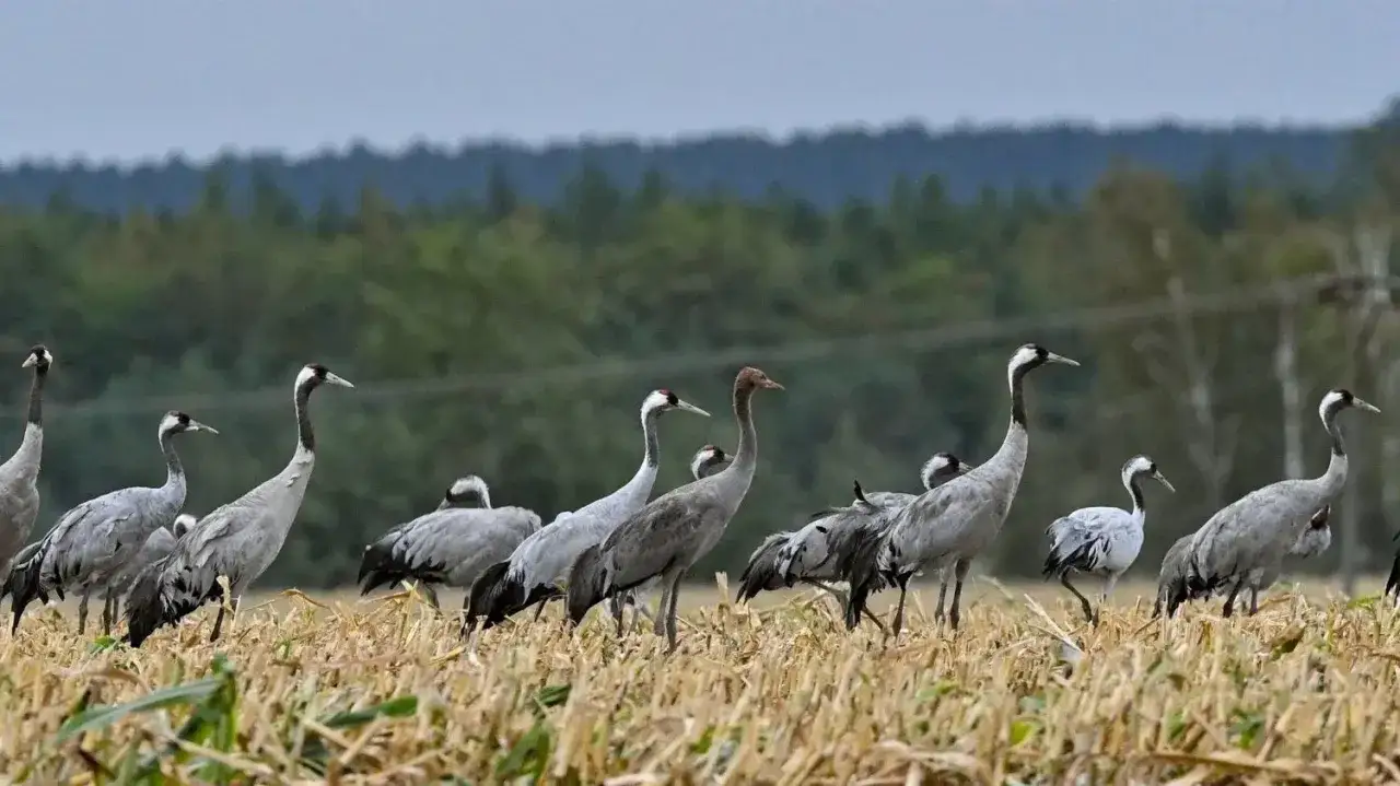 Kraniche auf einem Feld nahe dem Schlabendorfer See. Die V&ouml;gel stehen im trockenen Gras, im Hintergrund ein Wald.