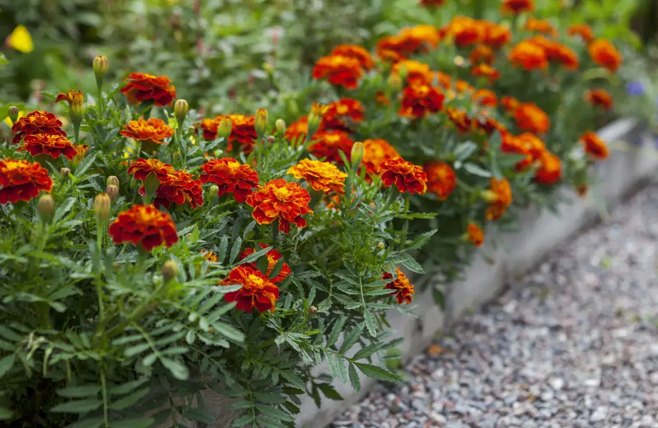 Un parterre d&eacute;bordant d'oeillet d'inde aux couleurs vives, rouge et orange, dans une jardini&egrave;re. Les fleurs sont encore humides de ros&eacute;e.