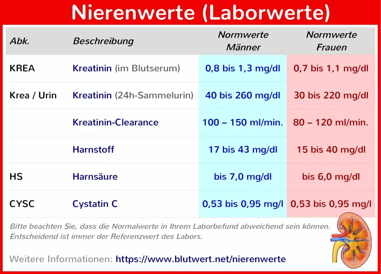 Tabelle zeigt Nierenwerte im Blut und Urin, wie Kreatinin, Harnstoff und Harns&auml;ure, mit Normwerten f&uuml;r M&auml;nner und Frauen.