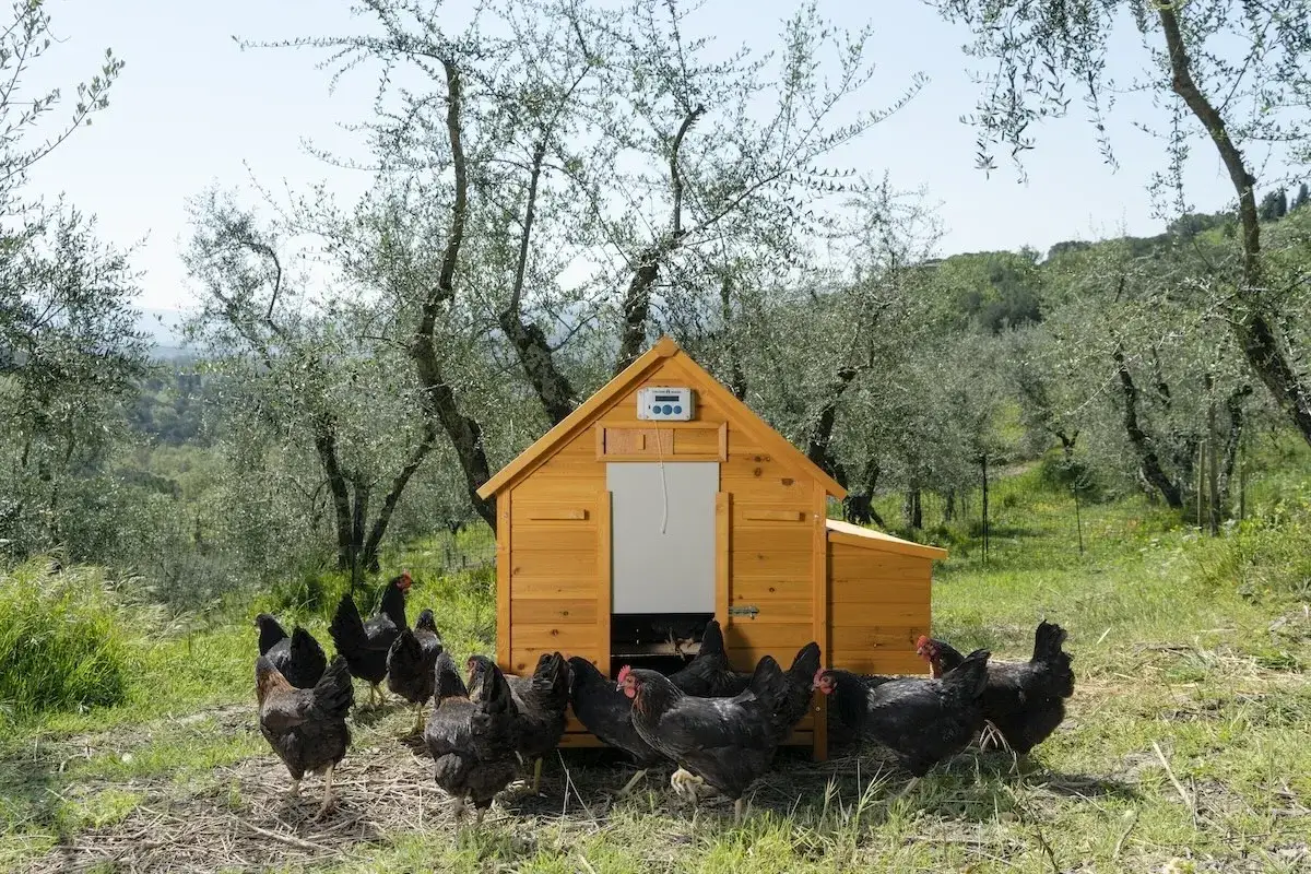 Un gruppo di galline allevate all'aperto si aggira vicino al loro pollaio in legno, circondato da ulivi sotto un cielo azzurro.