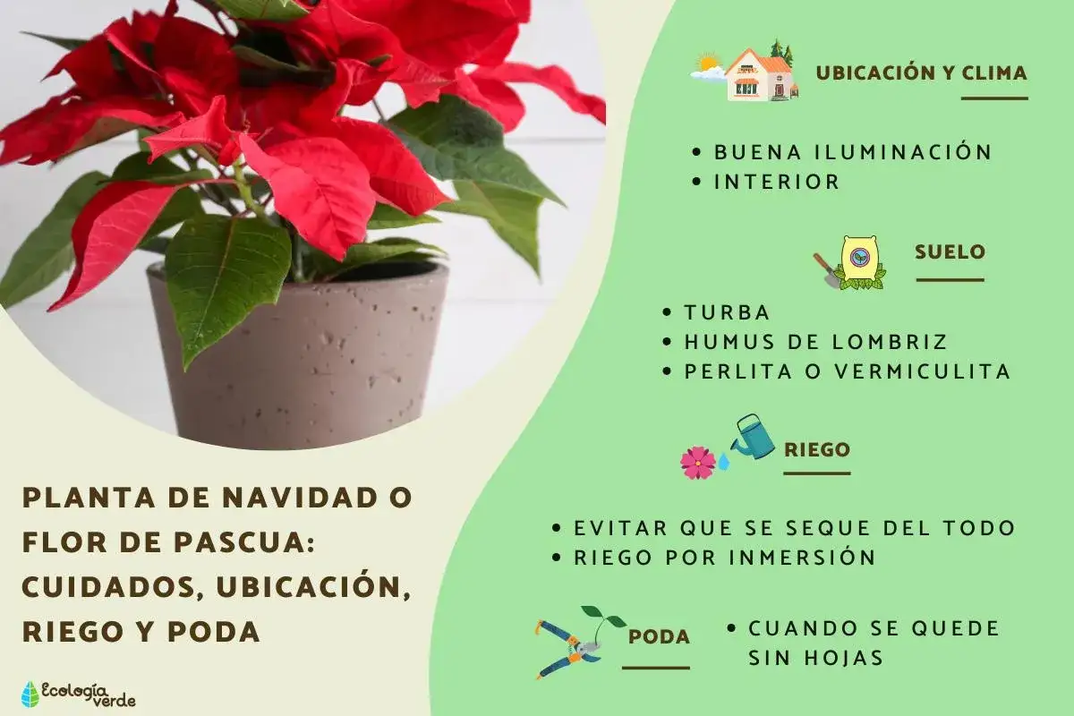 Flor de pascua: cuidados, ubicaci&oacute;n y riego. La planta de Navidad, tambi&eacute;n conocida como flor de pascua, requiere buena iluminaci&oacute;n interior y riego por inmersi&oacute;n.