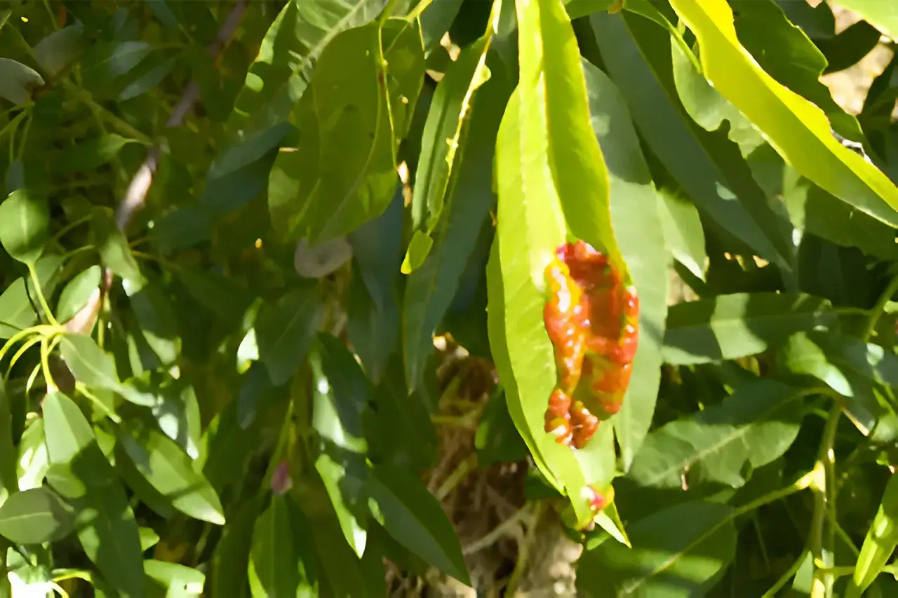 Foglie verdi di mandorlo con macchie rosse e marroni, possibili sintomi di malattie del mandorlo.