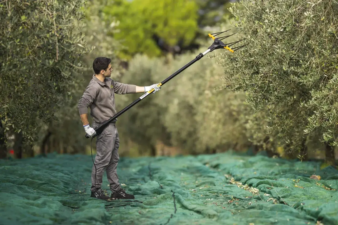 Un uomo usa un rastrello meccanico per raccogliere le olive, dimostrando come si raccolgono le olive in modo efficiente.