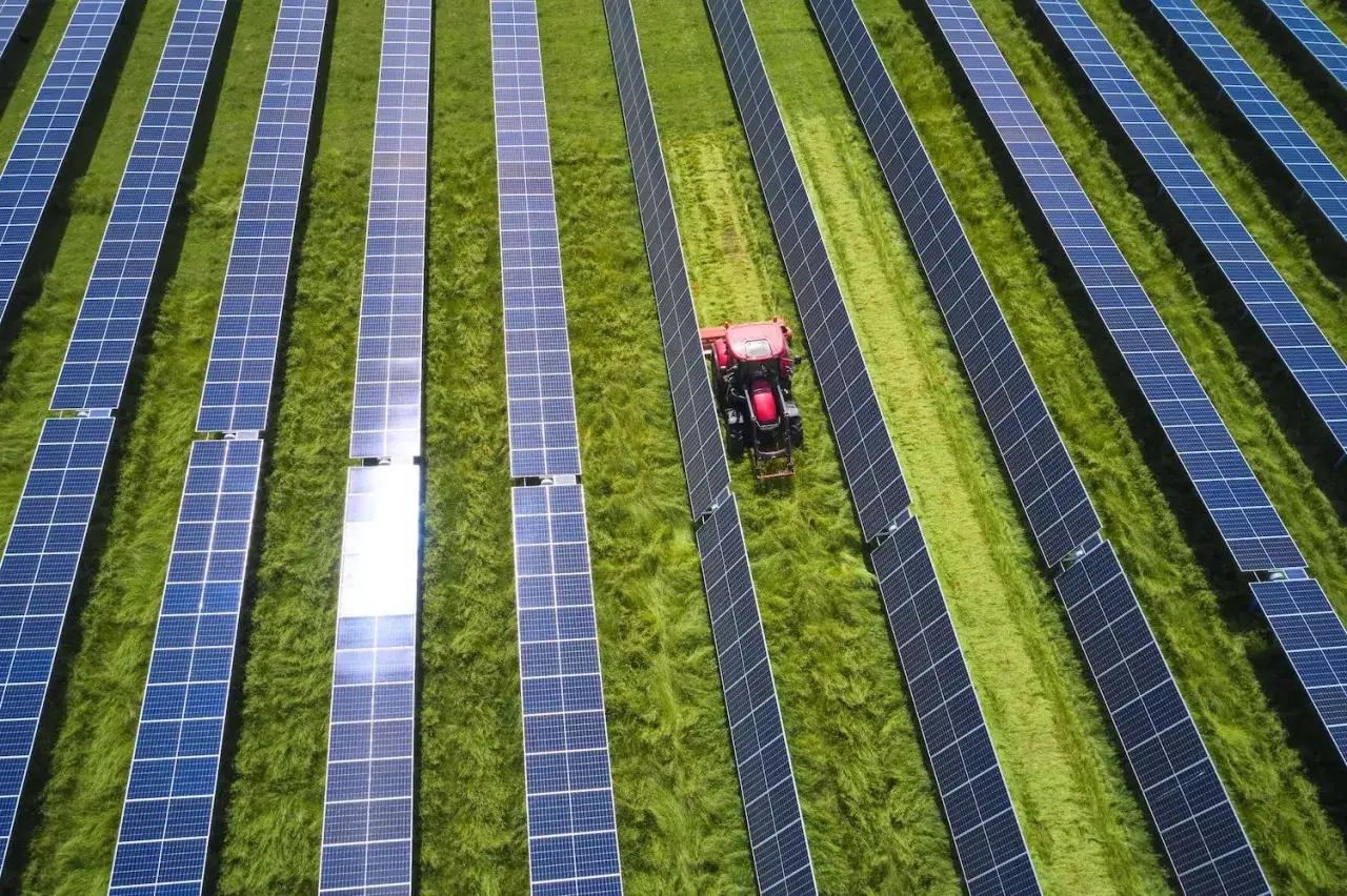 En röd traktor kör genom en solcellspark på åkermark, klipper gräset mellan panelerna.