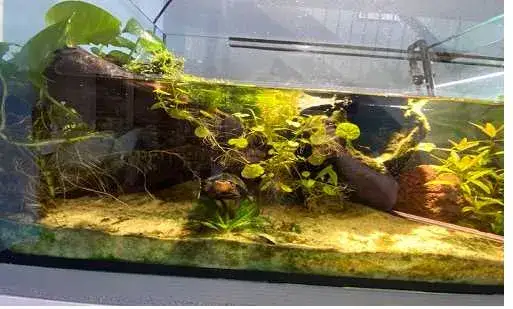 akwaterrarium dla żółwia wodno-lądowego z wyspą