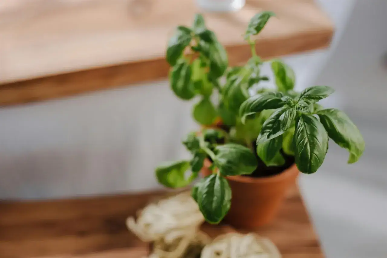 Un basilic en pot, prêt pour son entretien, sur un fond flou avec des pâtes.