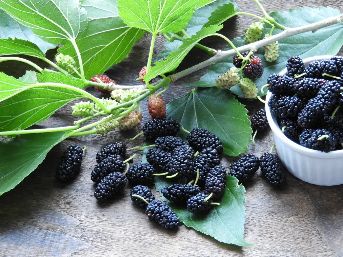 M&ucirc;res noires et vertes sur une branche, pr&ecirc;tes pour la taille. Un bol de m&ucirc;res m&ucirc;res compl&egrave;te la sc&egrave;ne.