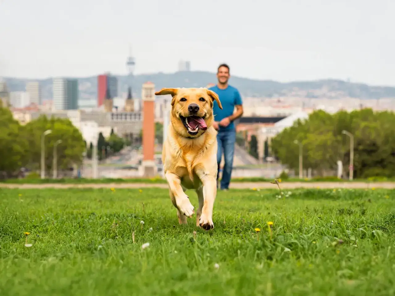 Un perro feliz corre en un parque, un hombre lo sigue. ¡Una clara imagen de los beneficios de tener un perro!