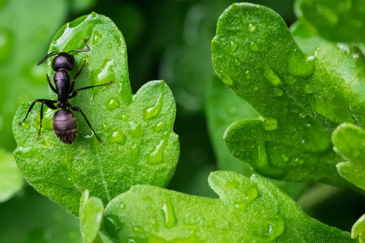 Une fourmi noire se promène sur une feuille verte couverte de gouttes de rosée, un habitant du potager.