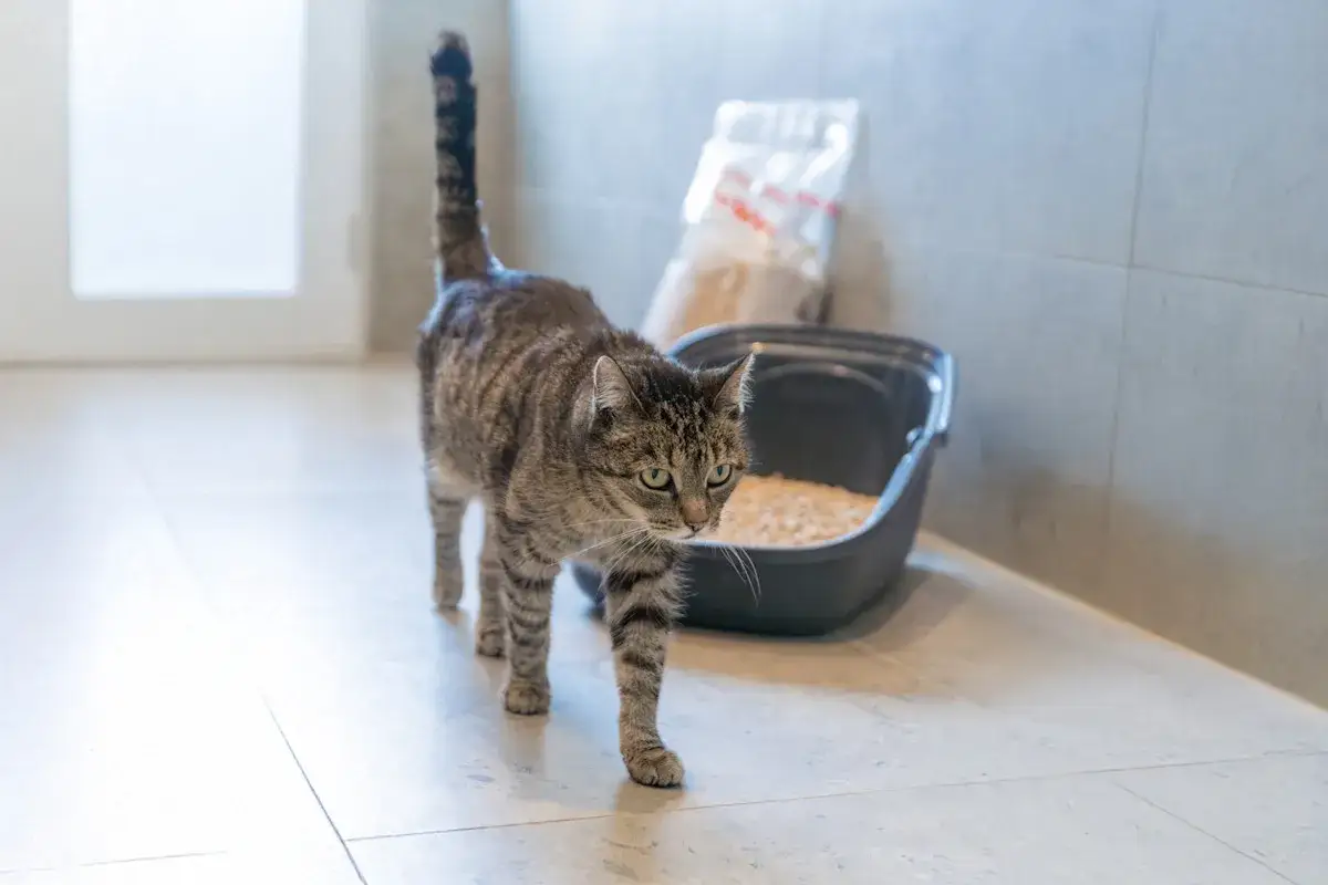 En randig katt går förbi en kattlåda med kattsand. Kanske är den här katten allergisk mot kattsand och behöver ett alternativ.