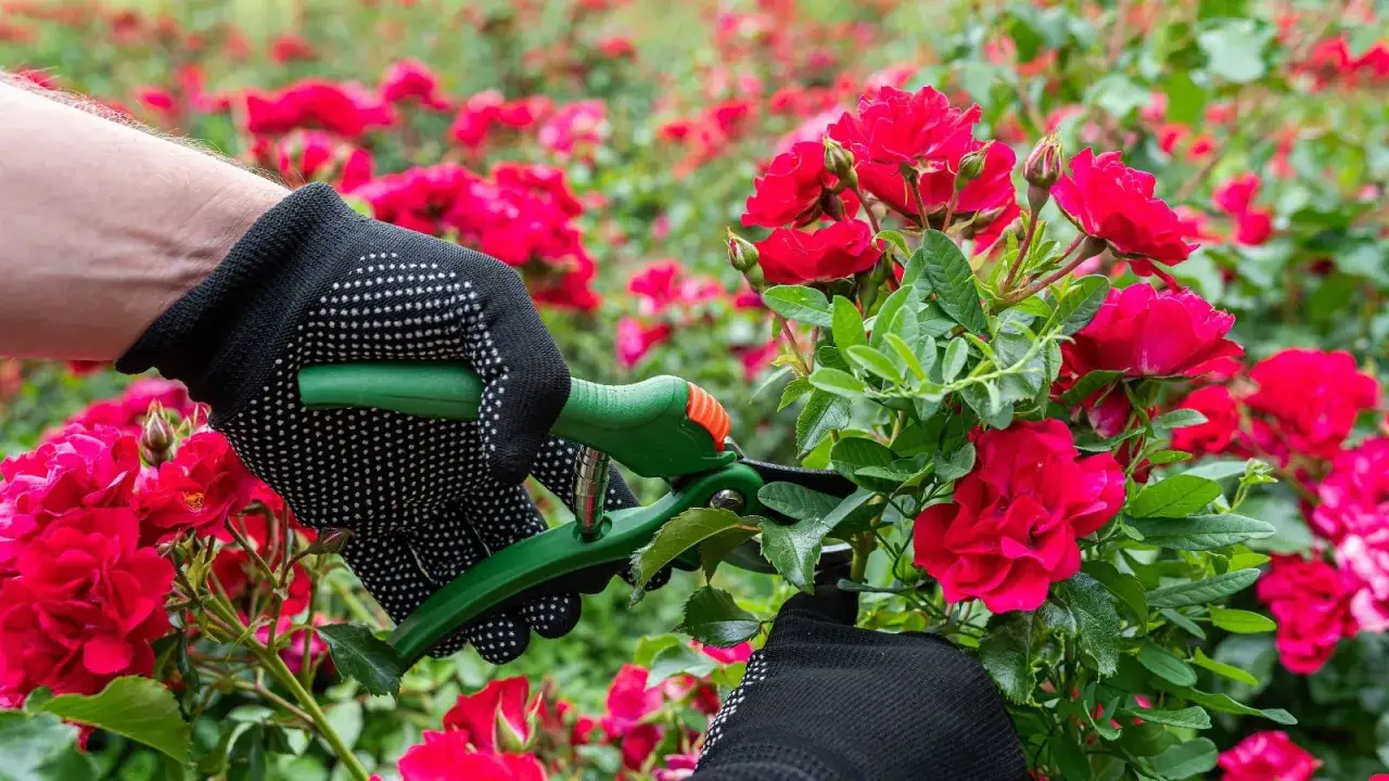 Hands in gloves use pruning shears to deadhead roses, cutting off spent blooms to encourage new growth in a vibrant rose garden.