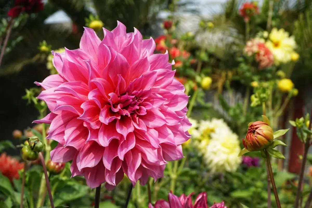 Magnifique fleur dahlia rose vif, ses pétales délicats s'ouvrent sur un jardin fleuri.