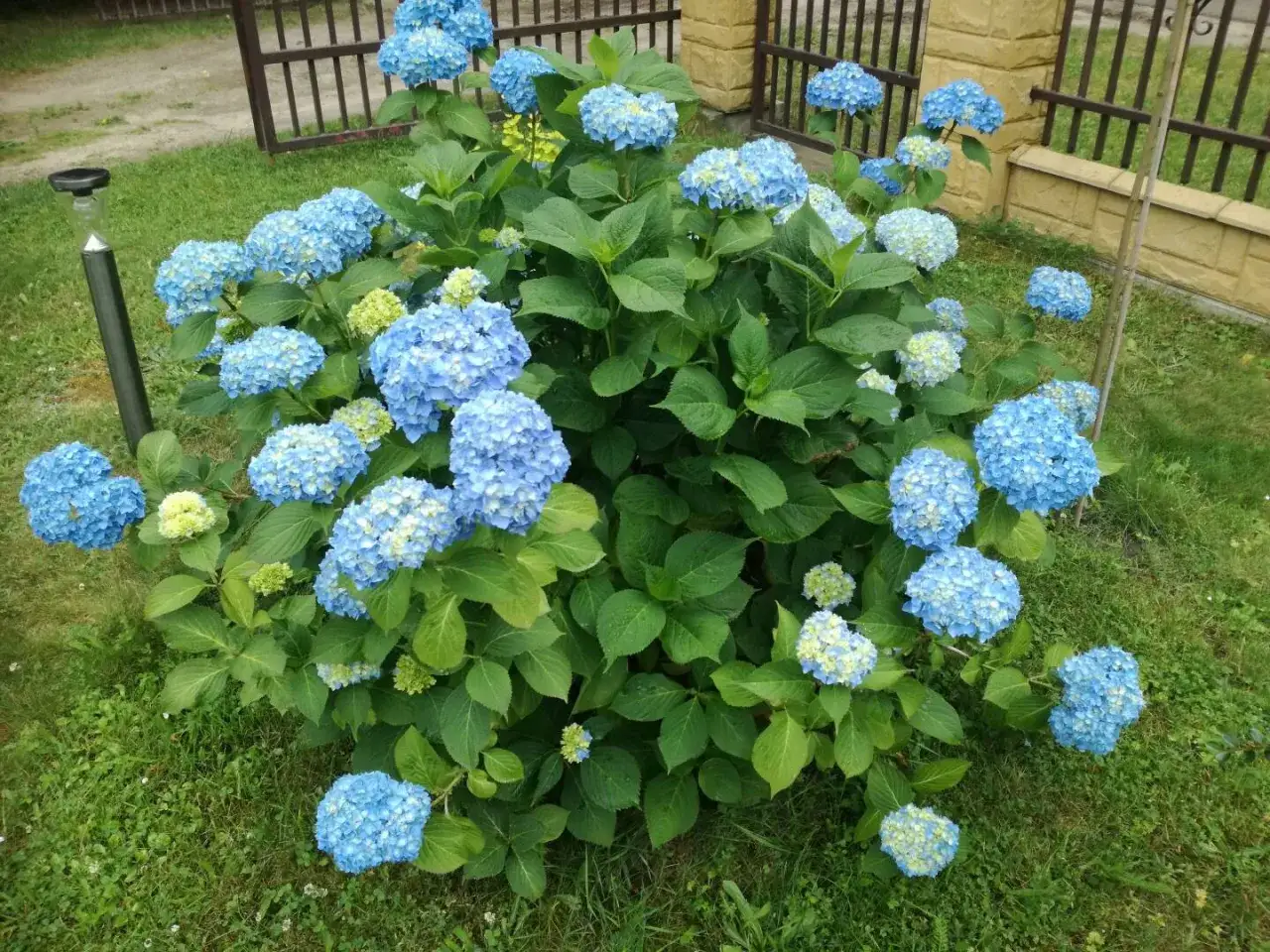 Hortensje niebieskie i rododendrony
