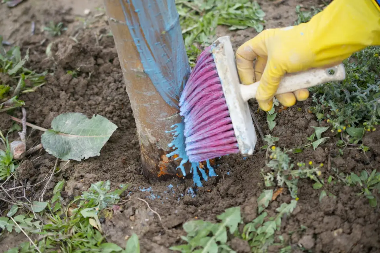 Application de bouillie bordelaise sur un tronc d'arbre avec une brosse. Le dosage est important pour protéger la plante.