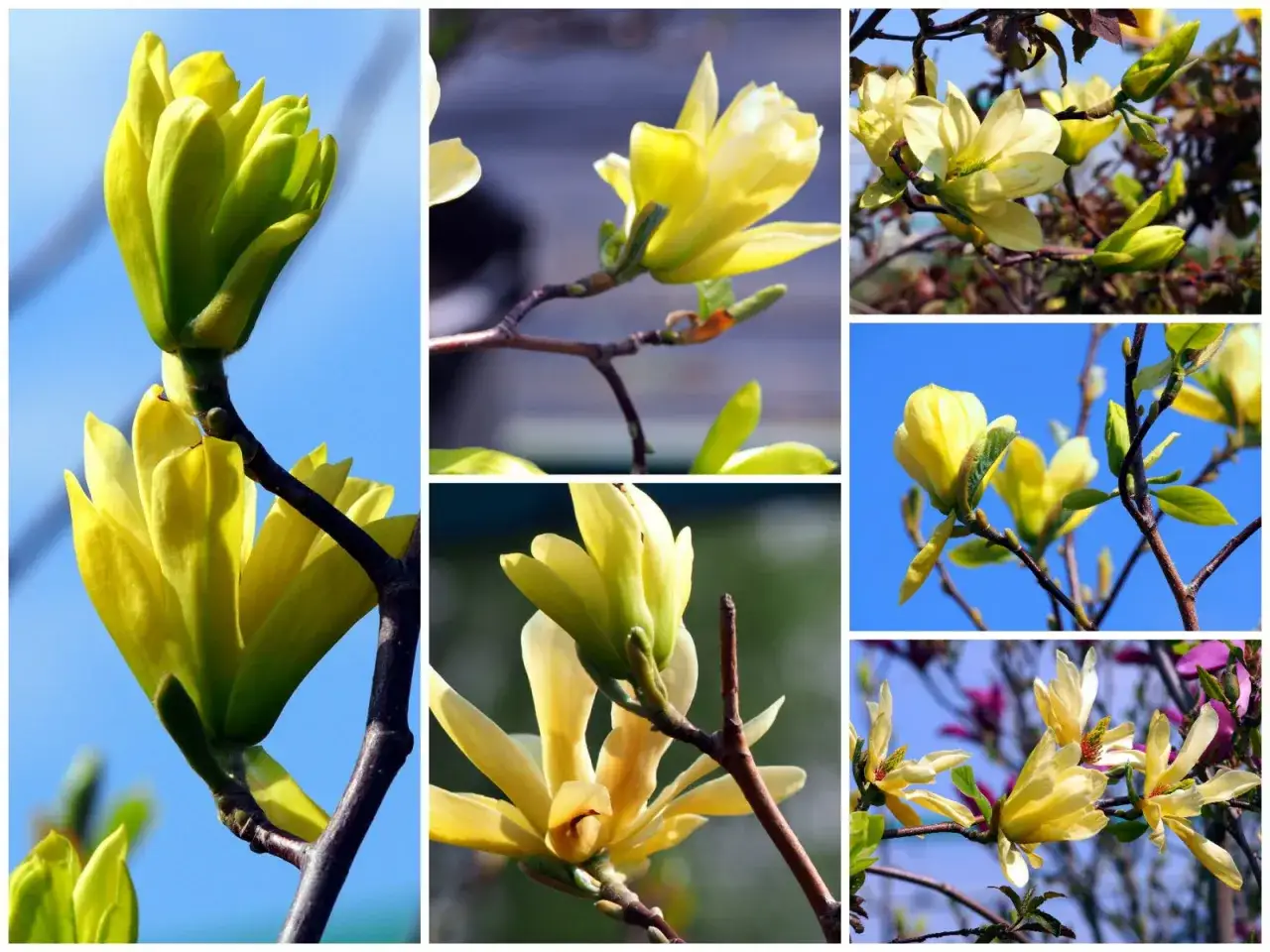 Kwitnące pąki i kwiaty magnolii żółtej na tle błękitnego nieba i zieleni.