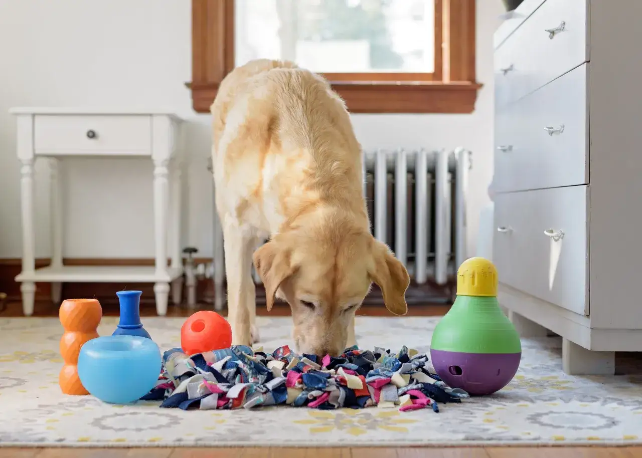 En gul labrador nosar i en aktiveringsmatta för att aktivera hund inomhus. Flera leksaker ligger utspridda.