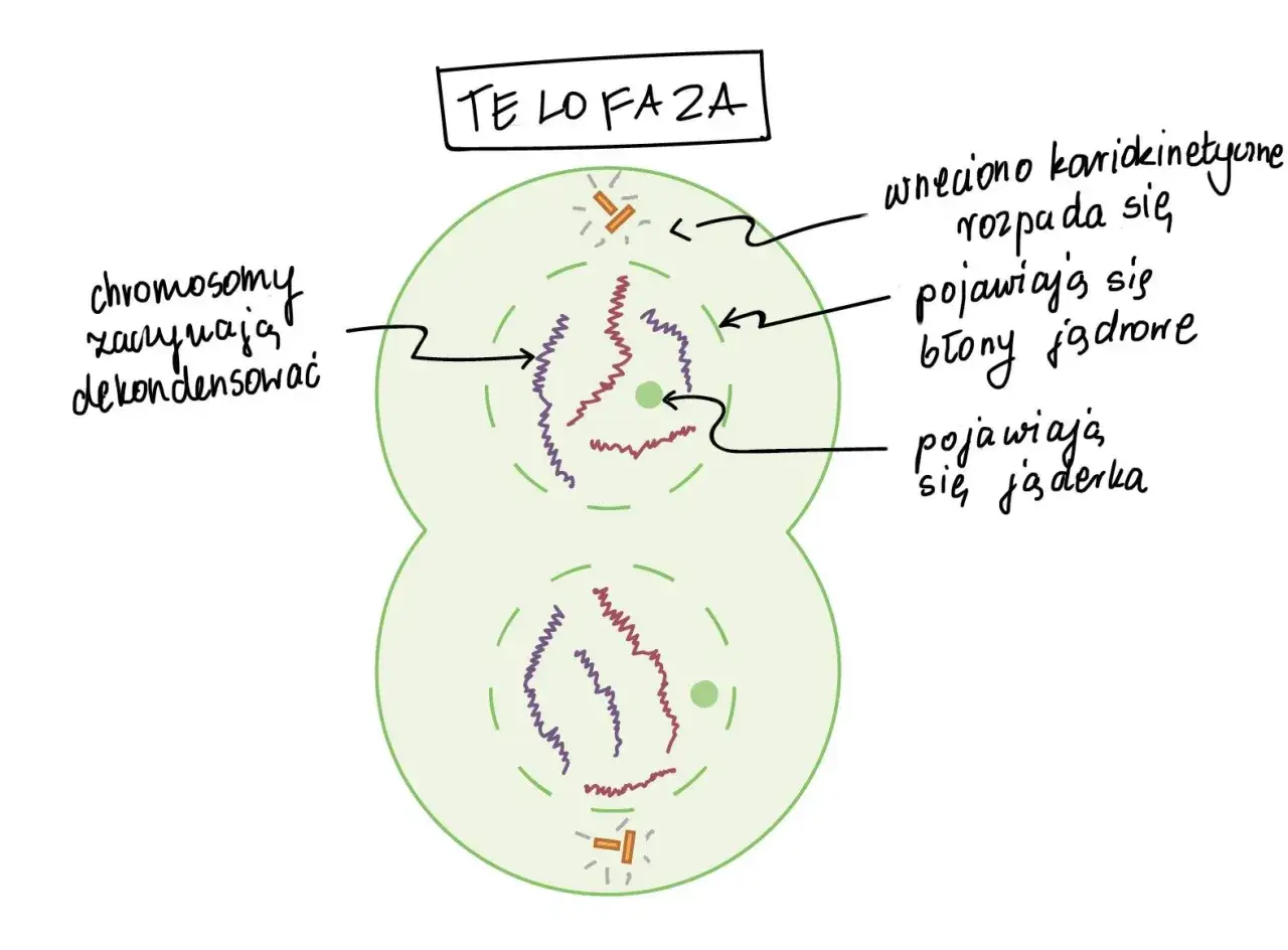Telofaza: wrzeciono kariokinetyczne rozpada się, pojawiają się błony jądrowe i jąderka. Chromosomy zaczynają dekondensować, zachowując liczbę chromosomów w komórkach potomnych mitozy.