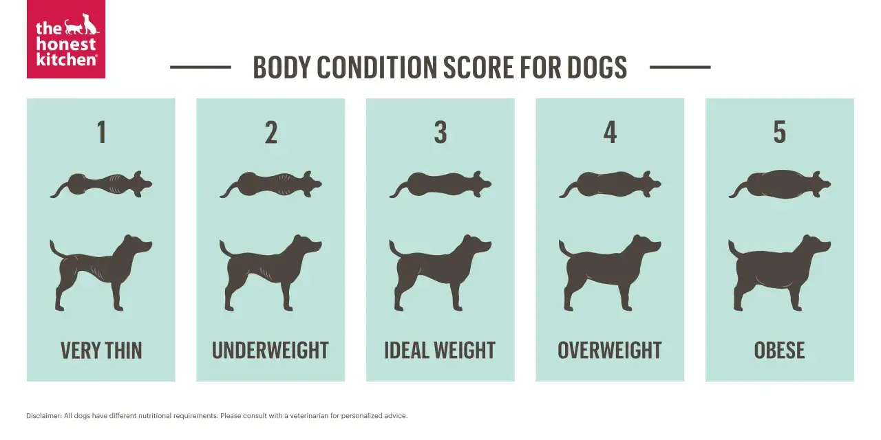 Body condition scores for dogs, from very thin to obese. Learn how to help a dog lose weight by aiming for an ideal body condition.