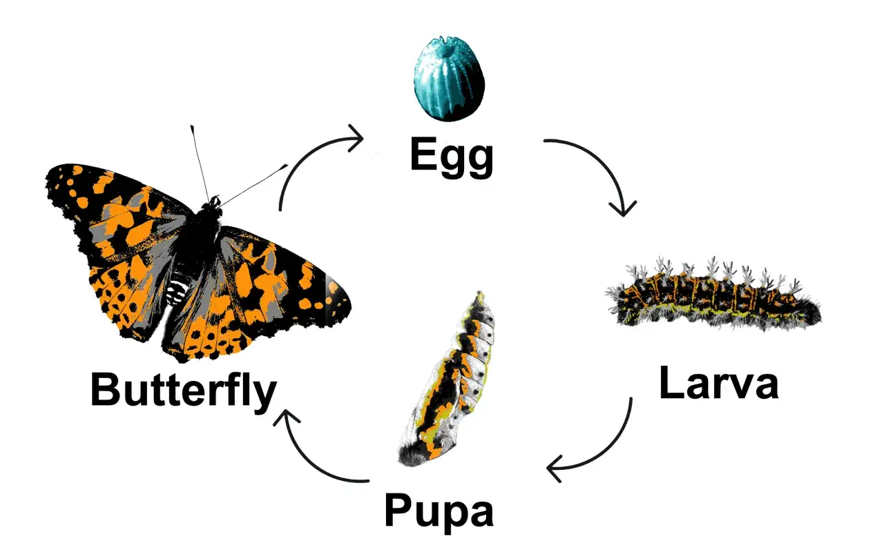 Schmetterlingszyklus: Ei, Larve, Puppe, Schmetterling. Die Lebensdauer von Schmetterlingen variiert stark.