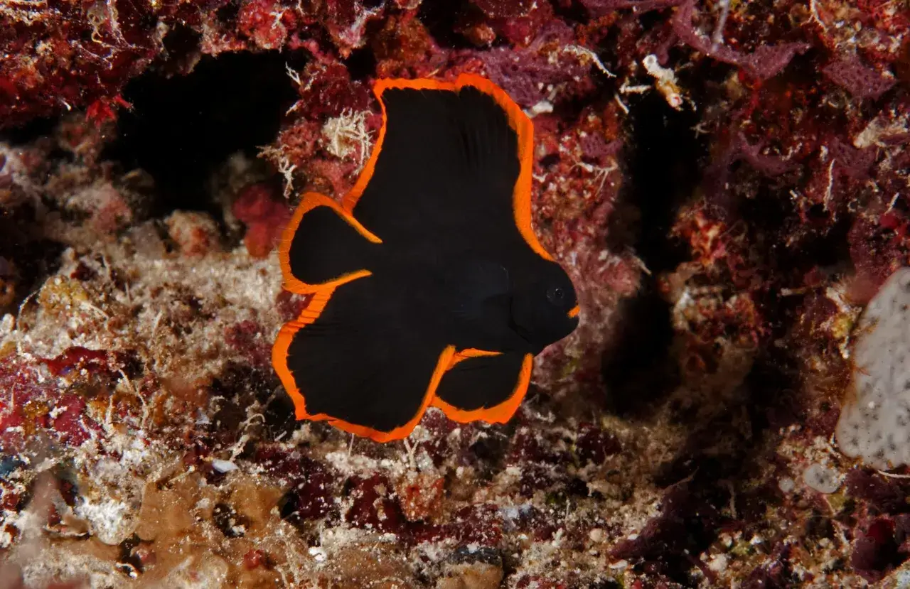 Un pez murci&eacute;lago adulto, de color negro intenso con bordes anaranjados, nada entre corales rojizos y texturas rocosas.