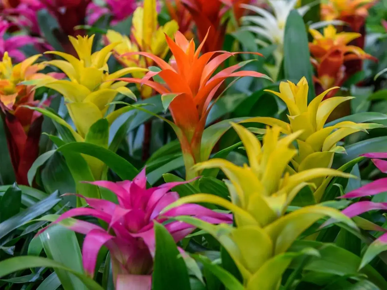 Kolorowe bromelie, w tym jaskrawo pomarańczowa guzmania, otoczone zielonymi liśćmi.