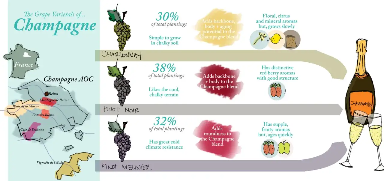 Die wichtigsten Champagner Rebsorten: Chardonnay (30%), Pinot Noir (38%) und Pinot Meunier (32%). Jede Sorte bringt eigene Aromen und Struktur in den Champagner.