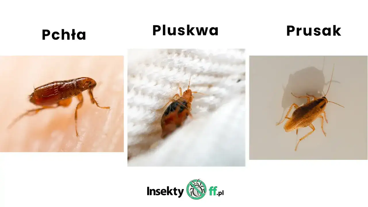 Małe czarne robaczki: pchła, pluskwa (robak podobny do pluskwy) i prusak.