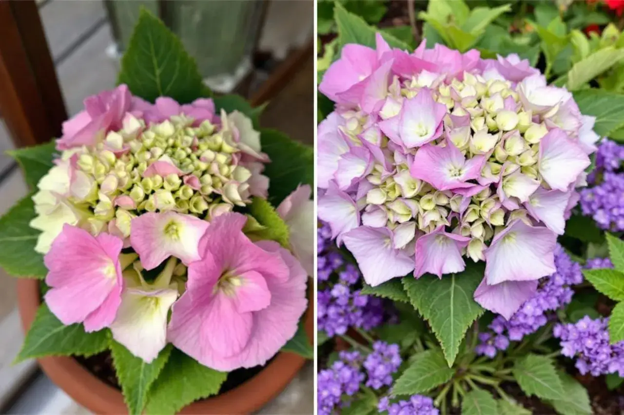 Un magnifique hortensia d'int&eacute;rieur aux teintes roses et cr&egrave;me, avec des petites fleurs violettes en arri&egrave;re-plan.