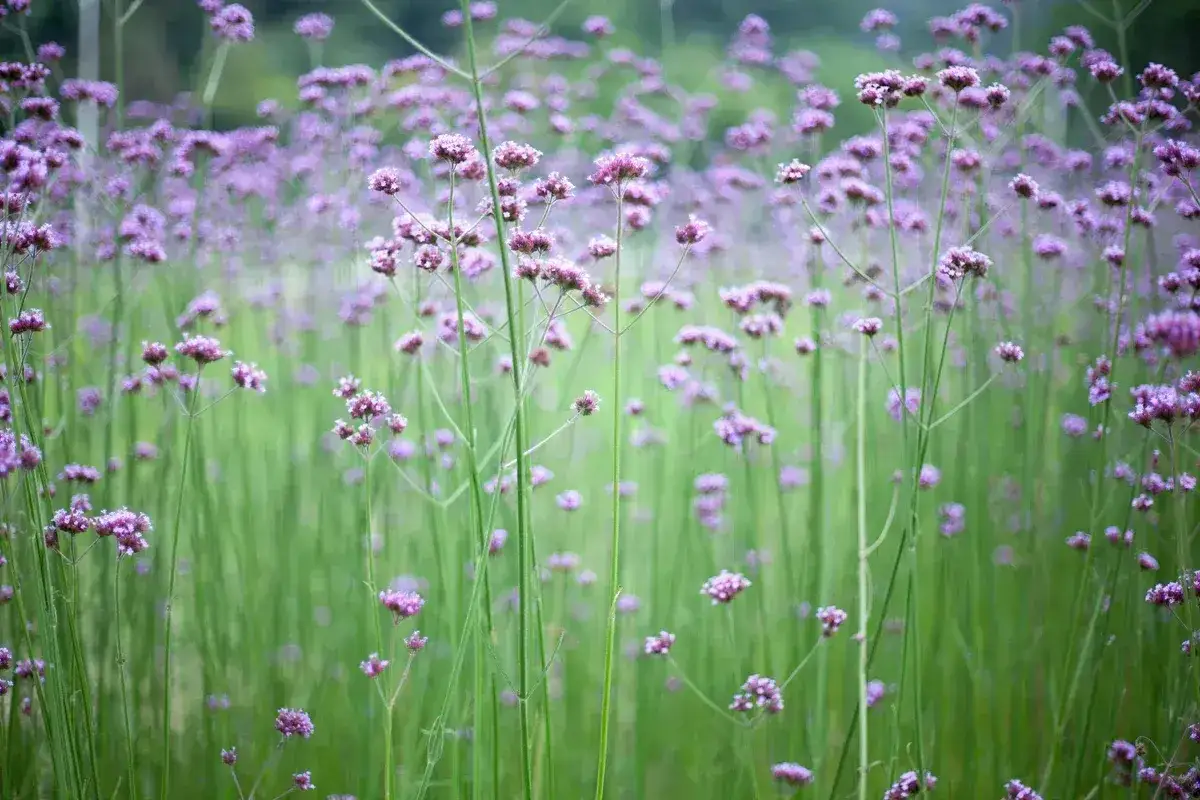 En äng fylld av lila perenner som svajar i vinden. De små blommorna bildar ett hav av lila mot den gröna bakgrunden.