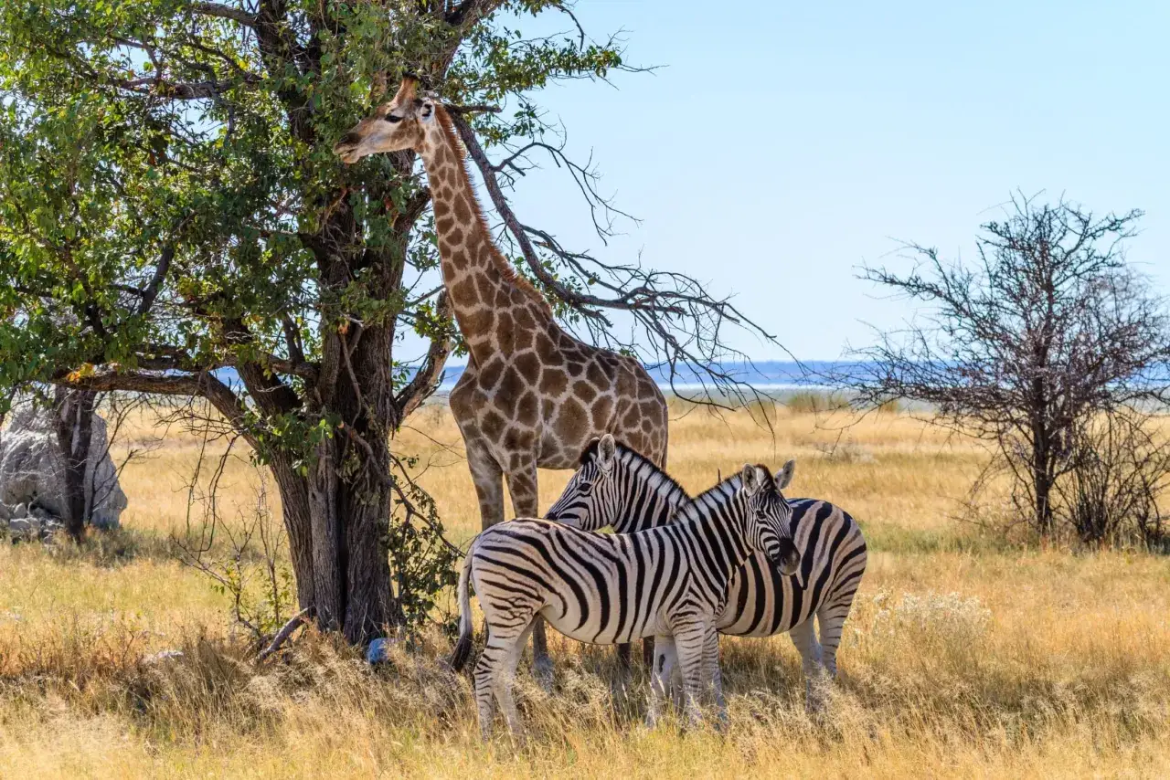 Żyrafa i zebry w Namibii. Kiedy najlepiej lecieć do Namibii? Sucha trawa i drzewa wskazują na porę suchą, idealną na safari.