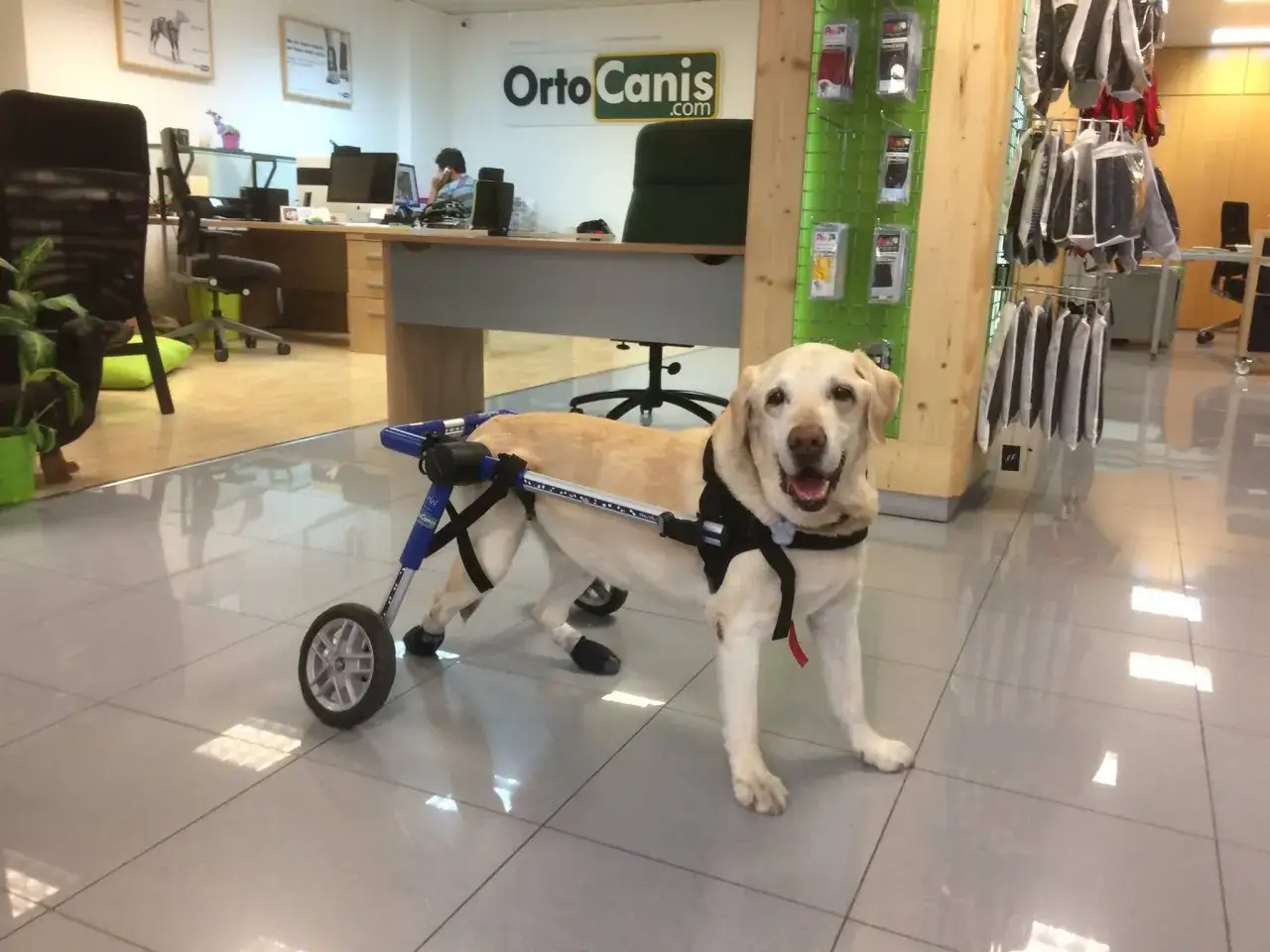 Labrador con silla de ruedas, recuperándose de una parálisis repentina.
