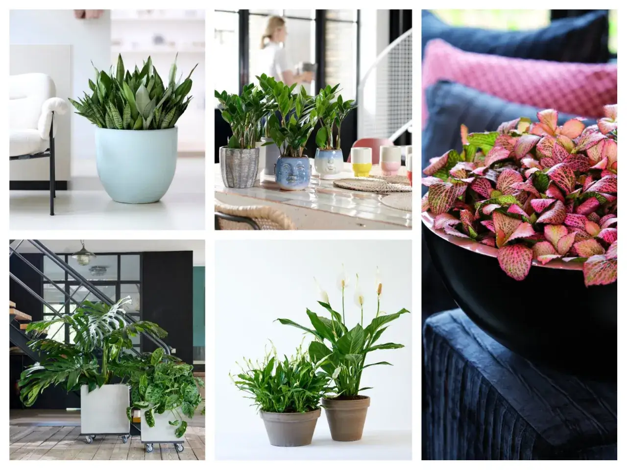 Rośliny doniczkowe cieniolubne: sansewieria, zamiokulkas, monstera, skrzydłokwiat.