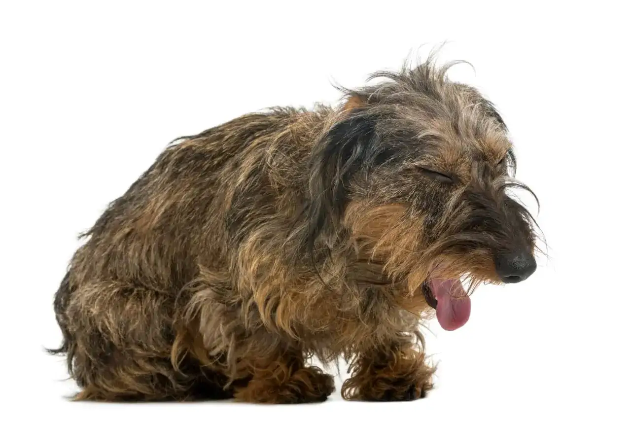 Un chien qui tousse, le museau relev&eacute;, la gueule ouverte et la langue pendante. Il semble fatigu&eacute;.