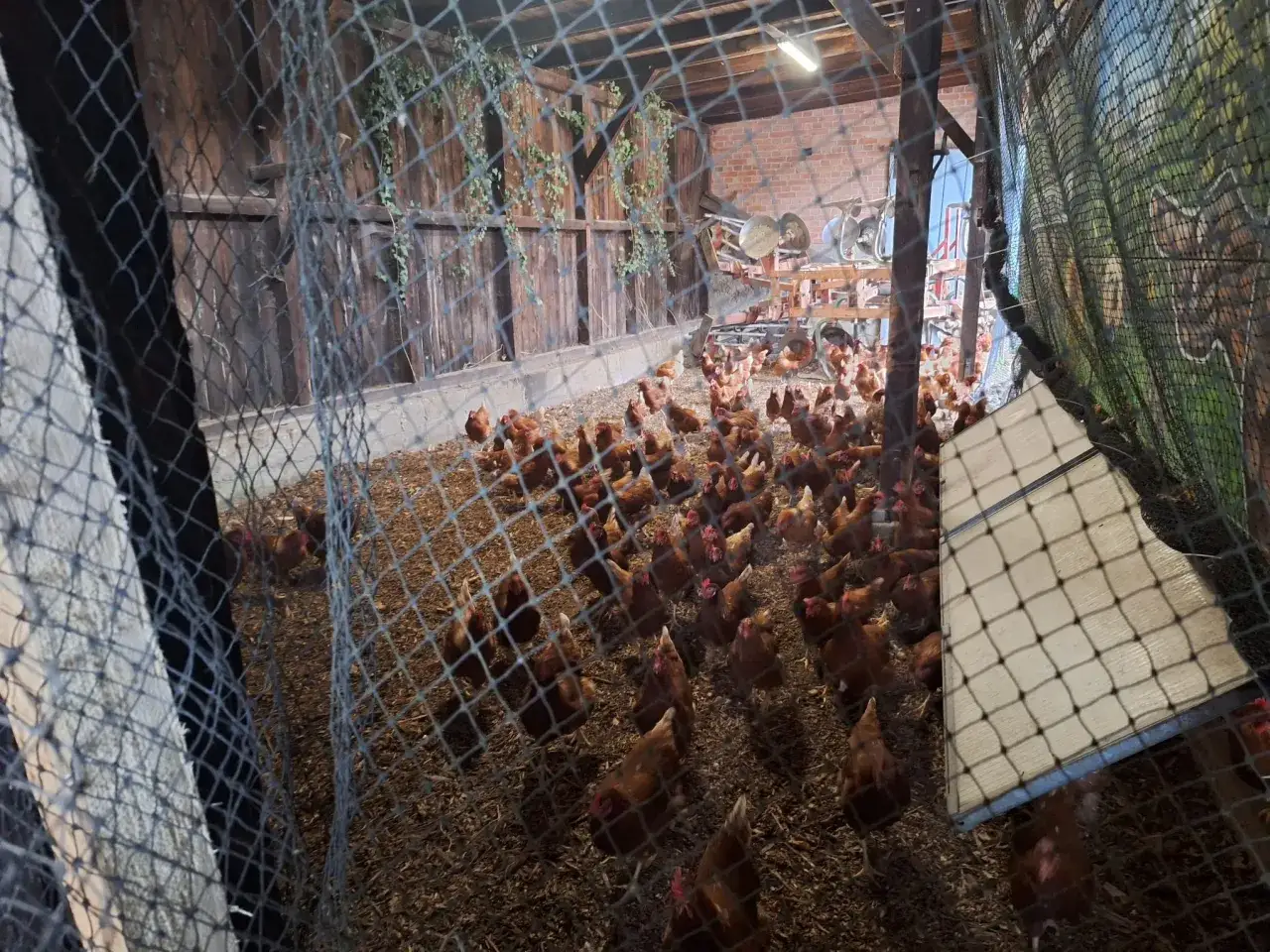 Hühner im Stall, wegen Vogelgrippe gilt Stallpflicht.