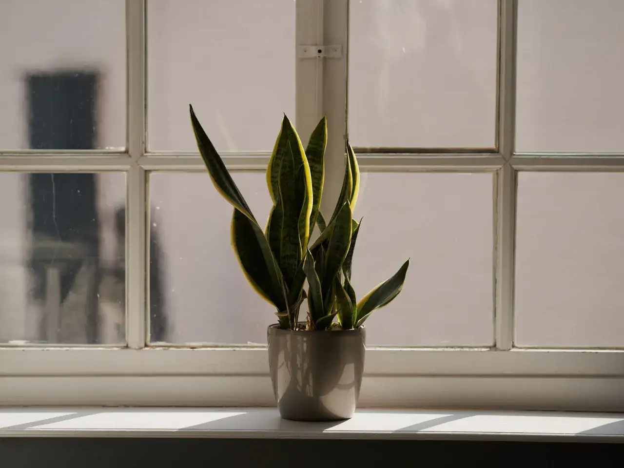 Ein Bogenhanf im grauen Topf steht auf einer Fensterbank vor einem geteilten Fenster. Die Pflanze mit ihren gr&uuml;nen und gelben Bl&auml;ttern bringt Leben ins Schlafzimmer.