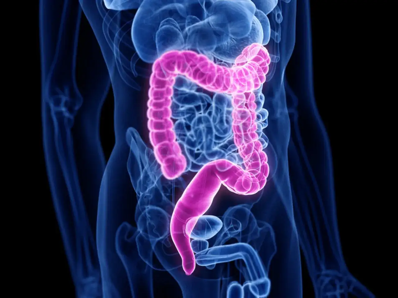 Ilustracja przedstawia jelito grube, kluczowy element układu trawiennego. Widoczna jest jego anatomia w różowym kolorze na tle niebieskich struktur ciała.