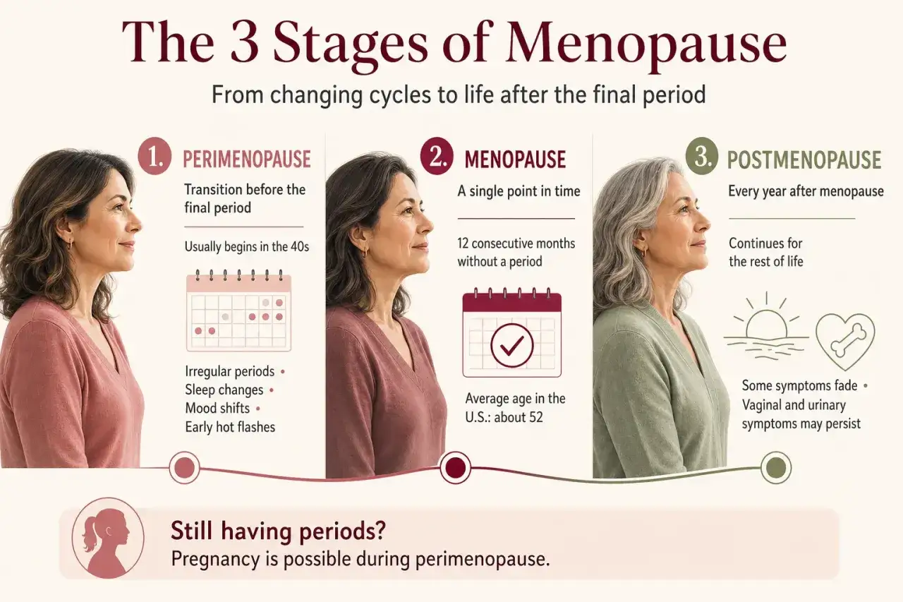 Ilustracja przedstawia 3 etapy menopauzy: perimenopauzę, menopauzę i postmenopauzę. Dowiadujemy się, ile trwa menopauza i jakie są jej objawy.