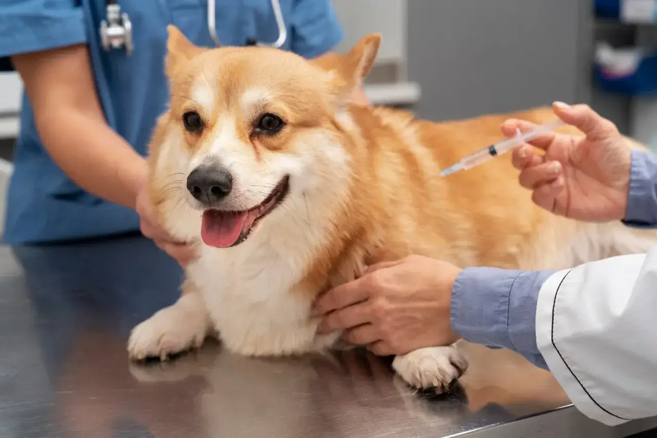 Weterynarz podaje corgi zastrzyk. To ważne, aby zapewnić mu ochronę, jak tabletki na wściekliznę dla psa.