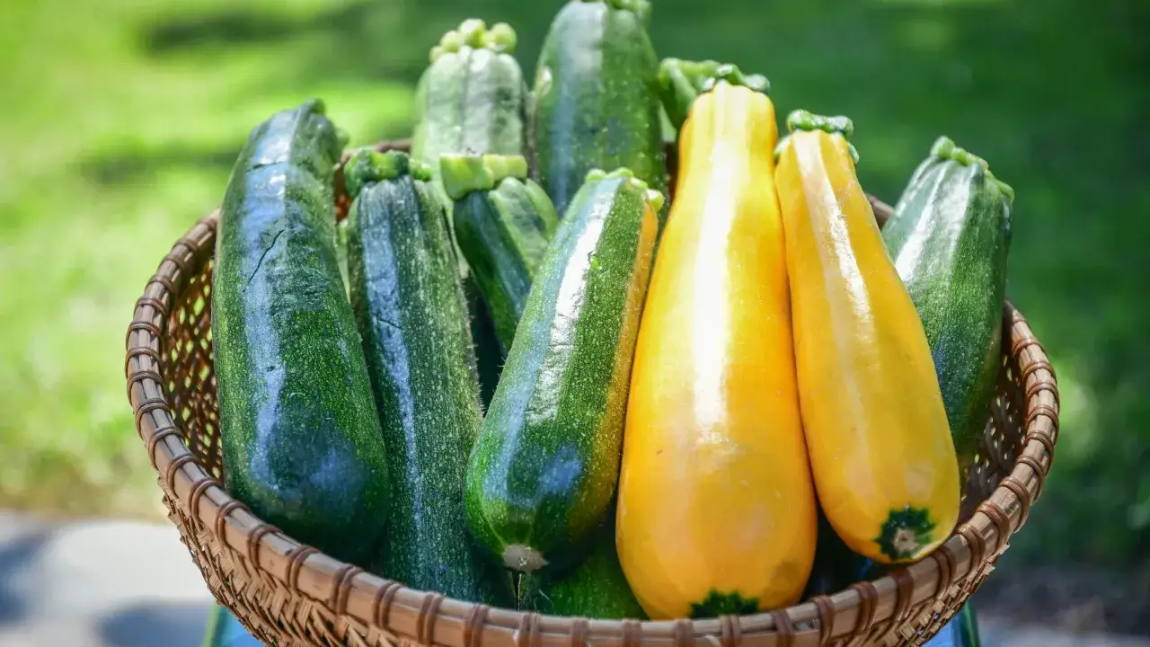 Korb mit frischen, grünen und gelben Zucchini, bereit, roh gegessen zu werden.