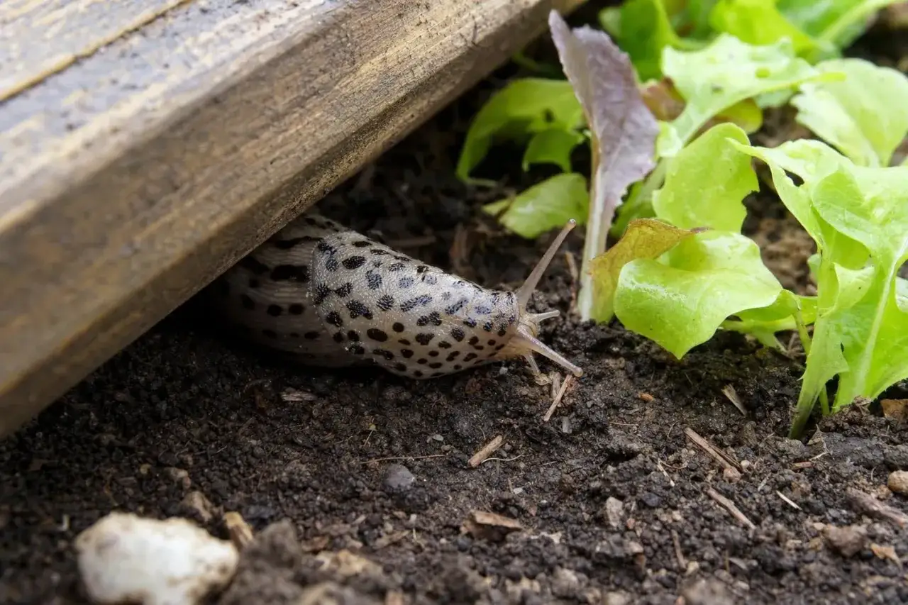 Une limace tachet&eacute;e se faufile sous une planche de bois, pr&egrave;s de jeunes pousses de salade dans le jardin.