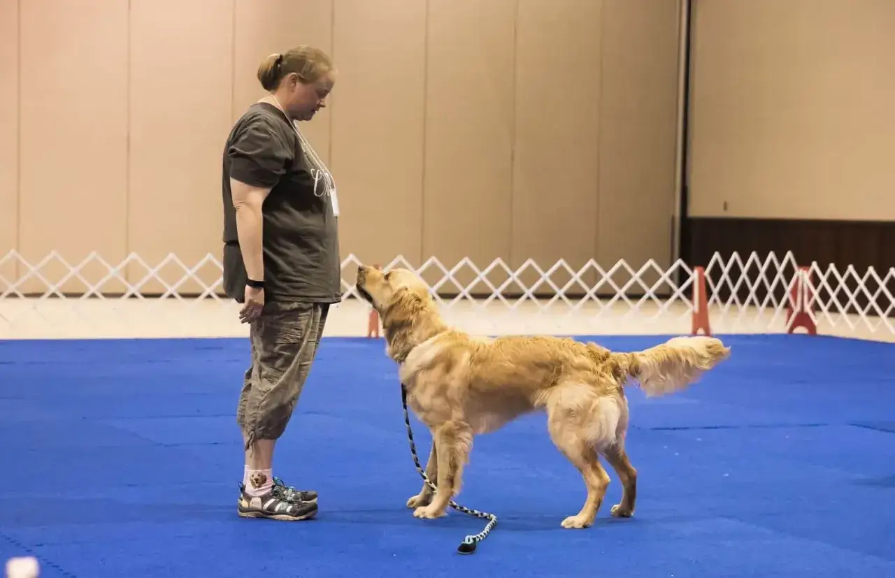 Ein Golden Retriever zeigt volle **Aufmerksamkeit Hund** seiner Besitzerin bei einem Training.