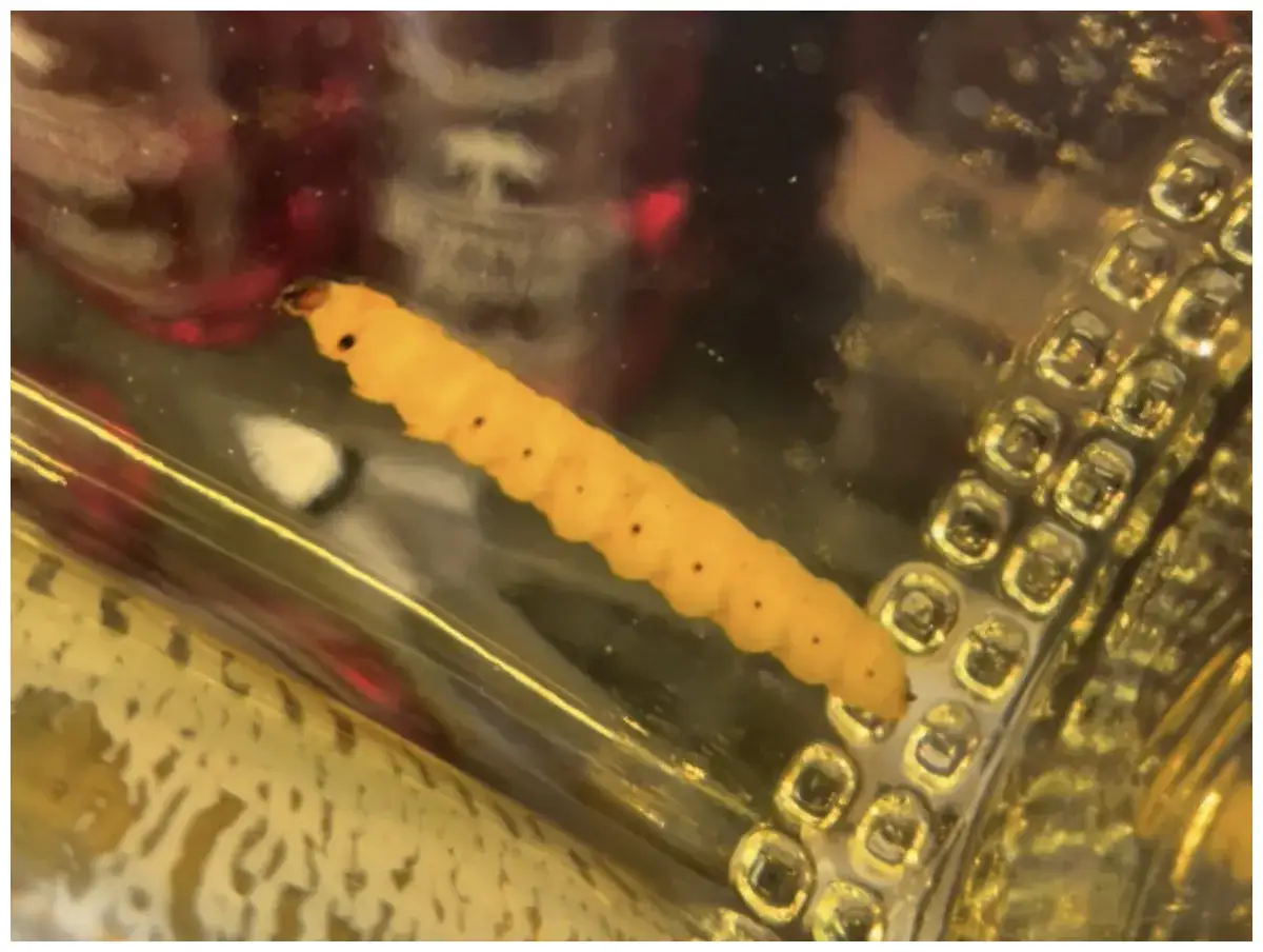 Ein gelber, segmentierter Tequila-Wurm mit schwarzen Punkten liegt in einer Flasche.