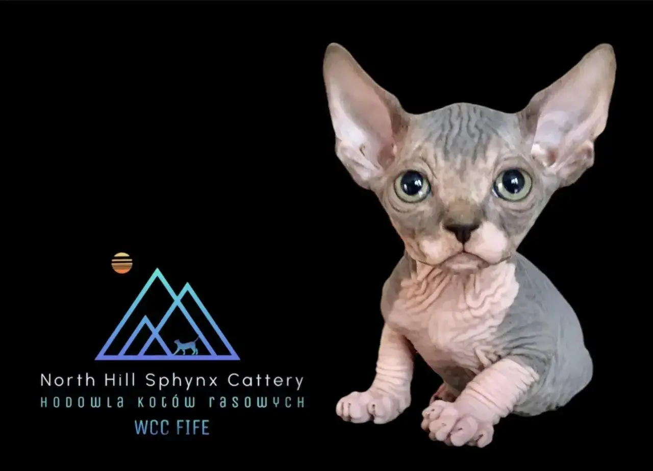Uroczy kot sfinks, szary z różowymi fałdkami, siedzi na czarnym tle. Hodowla North Hill Sphinx Cattery, WCC FIFe. Zapytaj o kot sfinks cena.